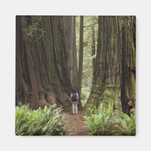 Aimant CA, Jedediah Smith Redwoods State Park,
