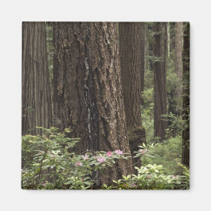 Aimant CA, Prairie Creek State Park, Côte