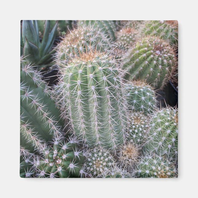 Aimant Cactus (Devant)
