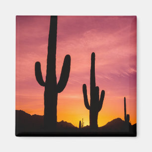 Aimant Cactus saguaro au lever du soleil, Arizona