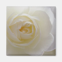 Cadeaux à base de losange de rose blanche