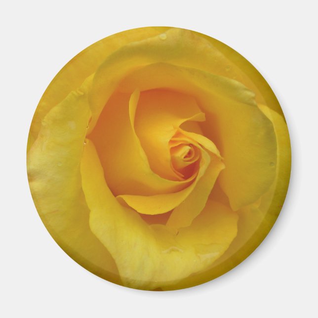Aimant Cadeaux de soie à ailettes de rose jaune (Devant)