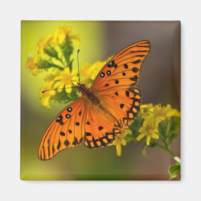 Aimant Cadeaux et vêtements de papillon fritillaire du Go (Devant)
