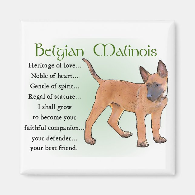 Aimant Cadeaux Malinois belges (Devant)