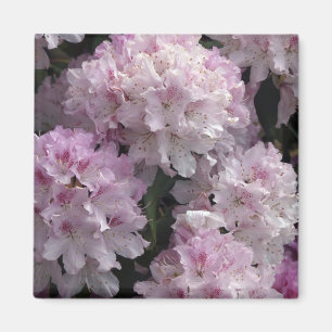 Aimant Cadeaux Rhododendron Rose
