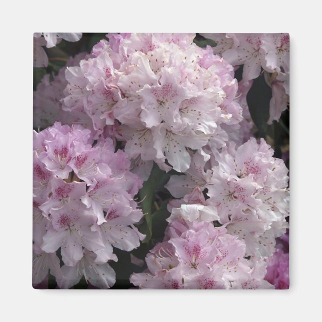 Aimant Cadeaux Rhododendron Rose (Devant)
