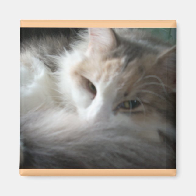 Aimant Calico endormi (Devant)