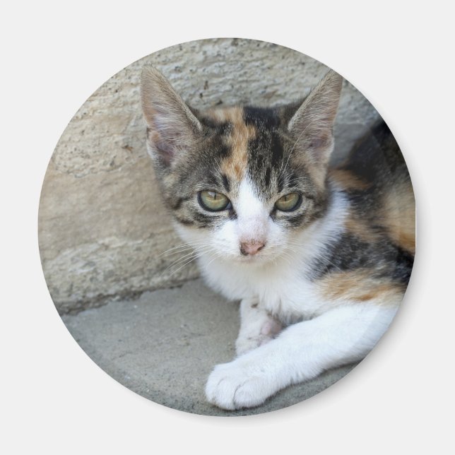 Aimant Calico Kitten (Devant)