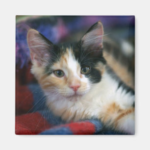 Aimant Calico Kitten, Plotting