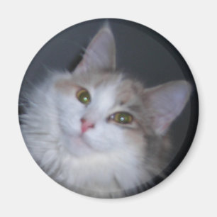 Aimant Calico princesse