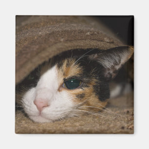 Aimant Calico Taco