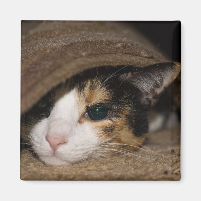 Aimant Calico Taco (Devant)