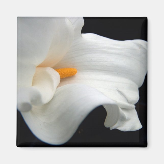 aimant calla lily (Devant)