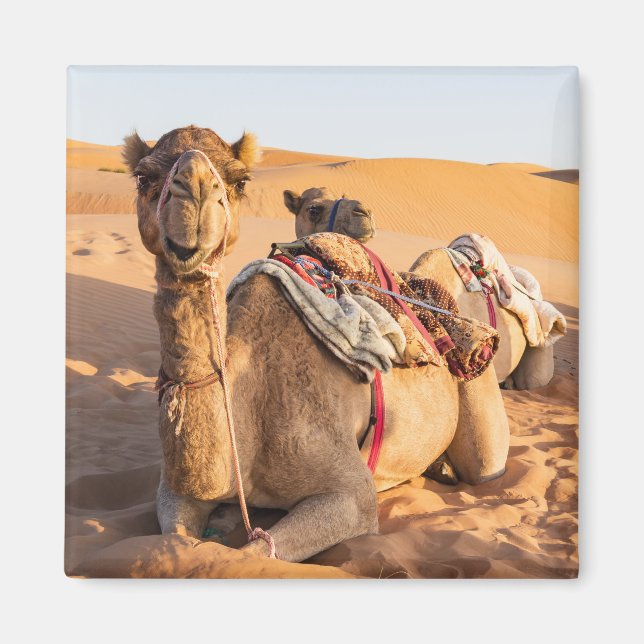 Aimant Camel dans le désert d'Oman (Devant)
