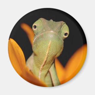 Aimant caméléon