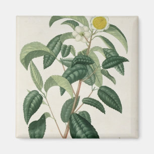 Aimant Camélia Thea de "Phytographie Medicale" par Jose