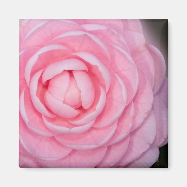 Aimant Camellia de perfection rose (Devant)