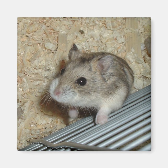 Aimant Campbells Hamster (Devant)