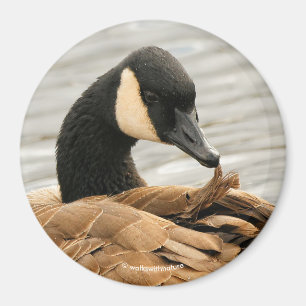 Aimant Canada Goose on the Lake