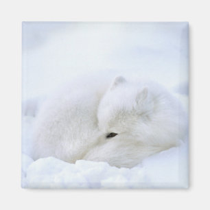 Aimant Canada, Manitoba, Churchill. Renard Arctique