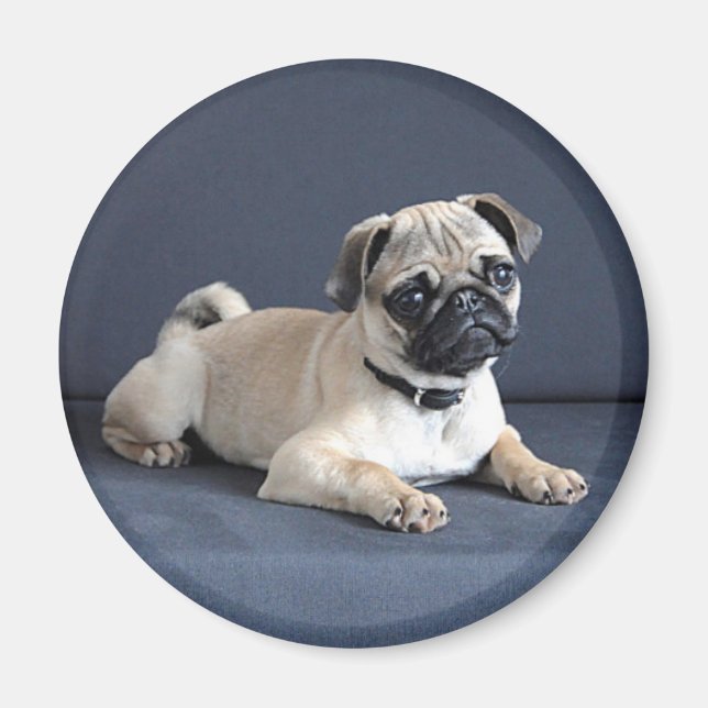 Aimant Canapé de Puppy (Devant)