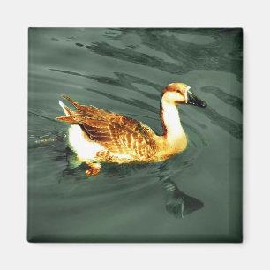 Aimant Canard