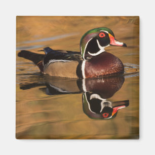 Aimant Canard à bois sur Golden Lake