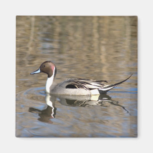 Aimant Canard à queue pointue nage dans un étang
