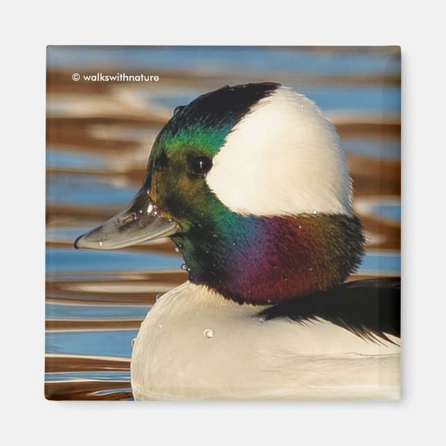 Aimant Canard à tête de buffle mâle dans le soleil de l'a (Devant)