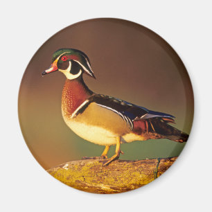 Aimant Canard branchu mâle, Illinois