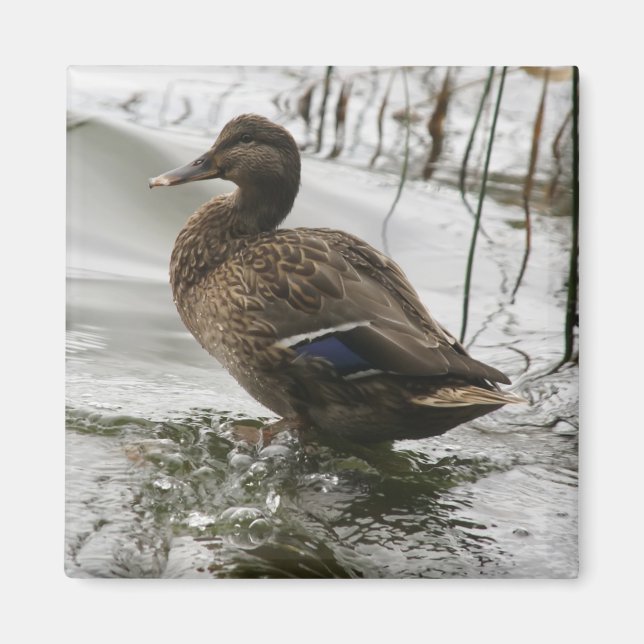Aimant Canard gris sur la nuit du lac (Devant)