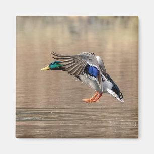 Aimant Canard Mallard en vol