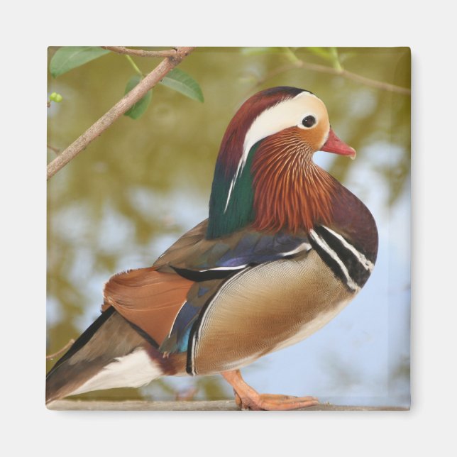 Aimant Canard mandarin (Devant)