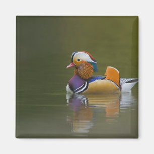 Aimant Canard mandarin sauvage Aix galericulata) sur fond