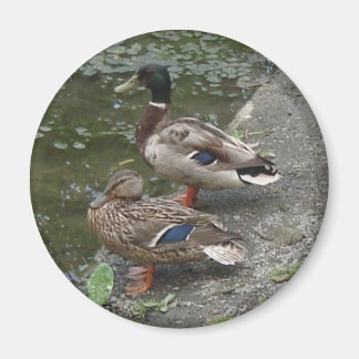 Aimant Canards