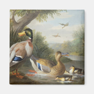 Aimant Canards dans un paysage de rivière