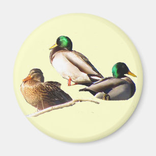 Aimant Canards de Mallard
