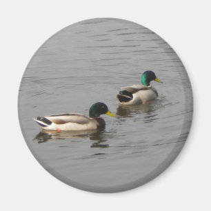 Aimant Canards de Mallard
