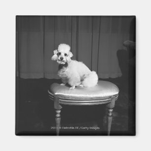 Aimant Caniche blanc se reposant sur les selles B&W