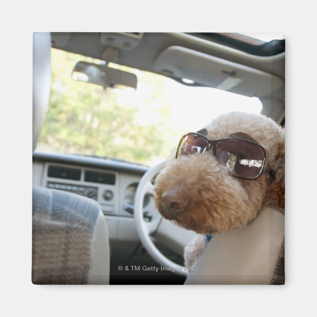 Aimant caniche standard 3 (Devant)