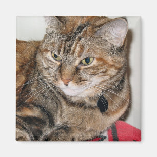 Aimant Cannelle le chat