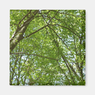Aimant Canopée du printemps Feuille Green Nature Scene