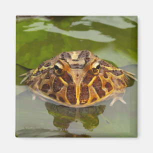 Aimant Captif, Nébraska, Etats-Unis