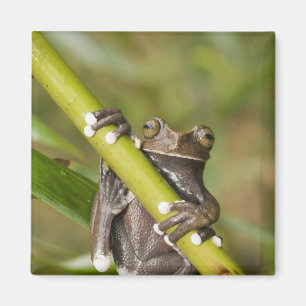 Aimant Captive Tapichalaca Grenouille Hyloscirtus