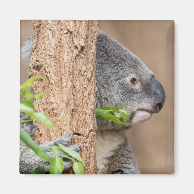 Aimant Capture d'écran Koala (Devant)