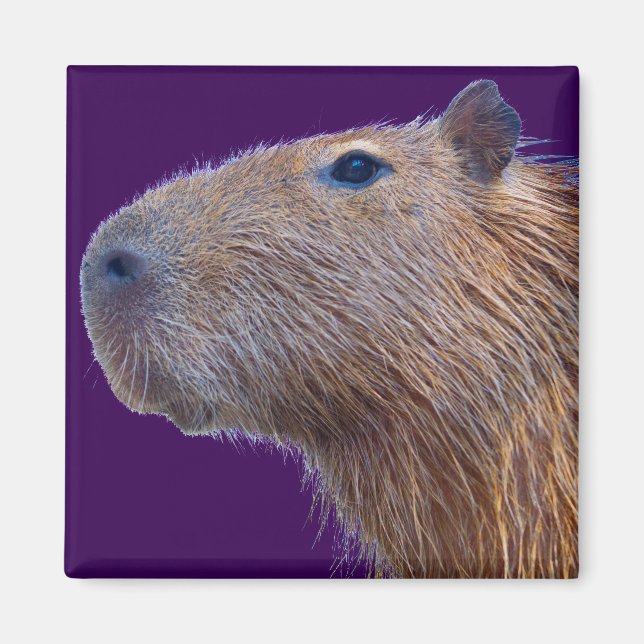Aimant Capybara (Devant)