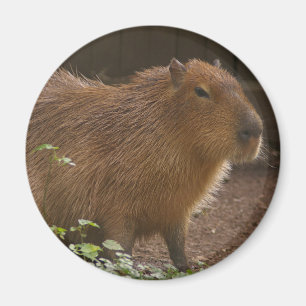Aimant Capybara