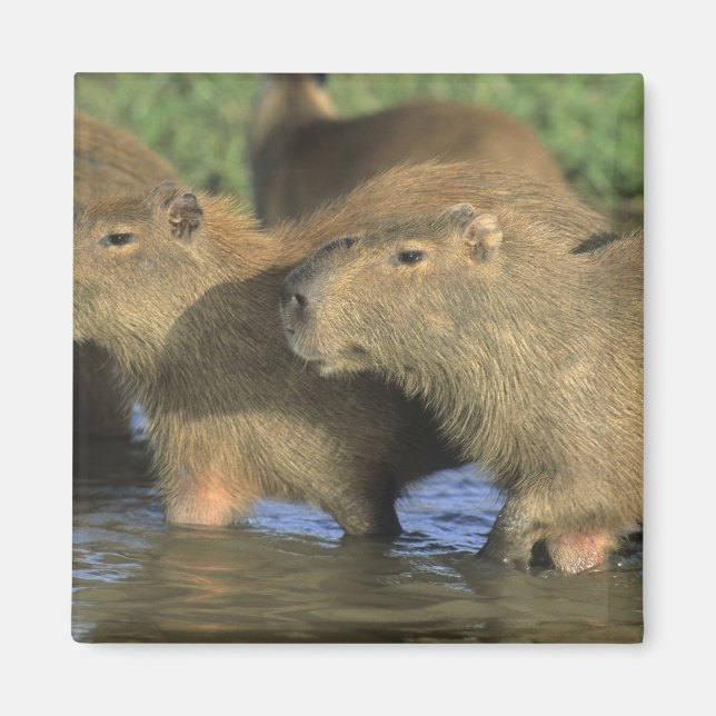 Aimant Capybara, Hydrochaeris hydrochaeris), du monde (Devant)