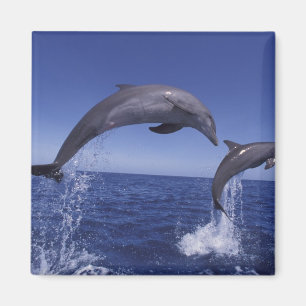 Aimant Caraïbes, dauphins à gros nez
