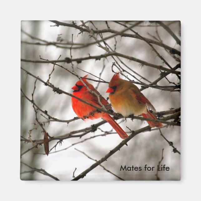 Aimant Cardinal (Devant)